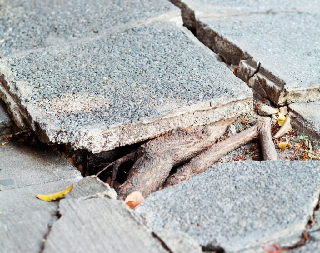 Tree Root Sidewalk Repair Services